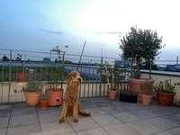 Fütterungsmenge - Aktivitätsgrad-Beitrag-Bild