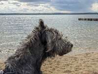 Hundeauslaufgebiet-Hundestrand Frankleben-Bild