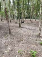 Hundeauslaufgebiet-Hundeauslaufplatz Wildau-Bild