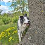 50. Gemeinsames Tricktraining: Wange an einen Gegenstand-Beitrag-Bild