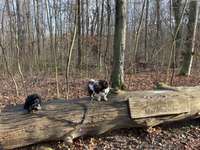 Hundeauslaufgebiet-Burgauer Wald-Bild