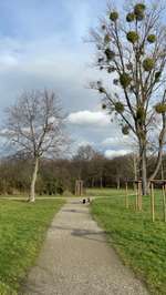 Hundeauslaufgebiet-Burgauer Wald-Bild