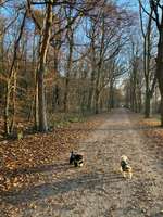 Hundeauslaufgebiet-Burgauer Wald-Bild