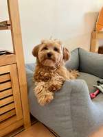 Ausbildung zum Therapiehund-Beitrag-Bild