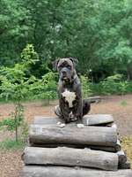 Hundeauslaufgebiet-Hundewald Doghausen-Bild