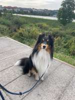 Shelties und Magenprobleme-Beitrag-Bild