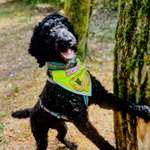 Hundeauslaufgebiet-Wasserwald-Bild