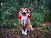 Dogorama Photo Challenge - Weihnachtsbaum-Beitrag-Bild