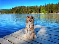 Hundeauslaufgebiet-Fichtelsee-Bild