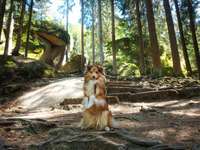 Hundeauslaufgebiet-Felsenlabyrinth Luisenburg-Bild