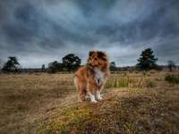 Hundeauslaufgebiet-Moorenbrunnfeld-Bild
