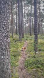 Hundeauslaufgebiet-Wolfgrube Leinburg-Bild