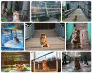 19. Collagen Challenge - Brücken-Beitrag-Bild