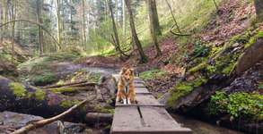 Hundeauslaufgebiet-Wallensteinweg & Schlucht mit Wasserfall-Bild
