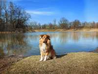 Hundeauslaufgebiet-Volkspark Marienberg-Bild