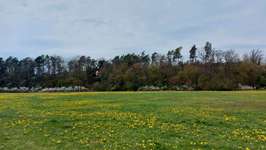 Hundeauslaufgebiet-Wiesengrund am Fluss-Bild