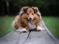 Dogorama Photo Challenge - Bänke-Beitrag-Bild