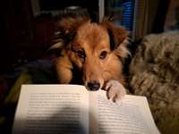 Dogorama Photo Challenge- Aufmerksamkeit bitte!-Beitrag-Bild