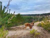 Hundeauslaufgebiet-Wolfgrube Leinburg-Bild