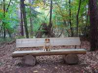 Dogorama Photo Challenge - Gassipause-Beitrag-Bild