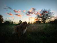 Hundeauslaufgebiet-Moorenbrunnfeld-Bild