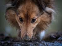 Dogorama Photo Challenge- Der Nase nach-Beitrag-Bild