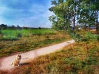 Hundeauslaufgebiet-Moorenbrunnfeld-Bild