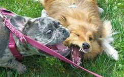 Dogorama Photo Challenge - Spielgesicht-Beitrag-Bild