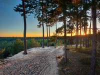 Hundeauslaufgebiet-Wolfgrube Leinburg-Bild