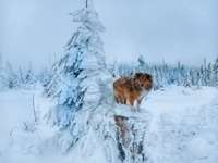 Hundeauslaufgebiet-Wanderung zum Dreisesselberg über die Kreuzbachklause-Bild