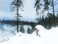 Hundeauslaufgebiet-Wasserfälle & Wasserrad Haidmühle-Bild