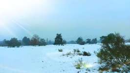 Hundeauslaufgebiet-Moorenbrunnfeld-Bild