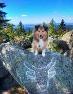 Hundeauslaufgebiet-Ochsenkopf-Bild