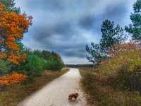 Hundeauslaufgebiet-Wildpferde Gehege-Bild