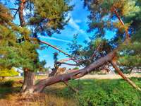 Hundeauslaufgebiet-Moorenbrunnfeld-Bild