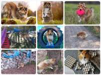 12. Collagen Challenge - Auslastung/Training-Beitrag-Bild