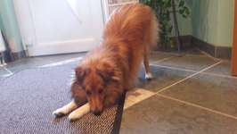 Seltsame Position & Hund frisst nichts-Beitrag-Bild