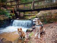Hundeauslaufgebiet-Sieben Brücken Weg und Dünenweg am Bachlauf im Wald-Bild