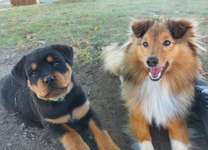 2 Hunde halten - weiß jemand Rat?-Beitrag-Bild