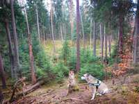Hundeauslaufgebiet-Sieben Brücken Weg und Dünenweg am Bachlauf im Wald-Bild