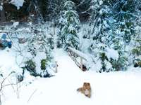 Hundeauslaufgebiet-Wasserfälle & Wasserrad Haidmühle-Bild