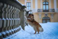 Hundeauslaufgebiet-Schloss Moritzburg-Bild