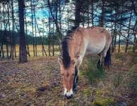 Hundeauslaufgebiet-Wildpferde Gehege-Bild