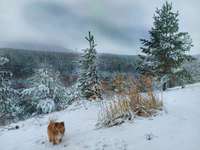 Hundeauslaufgebiet-Wolfgrube Leinburg-Bild