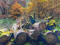 Hundeauslaufgebiet-Brückkanal Schluchtweg & Waldweg-Bild