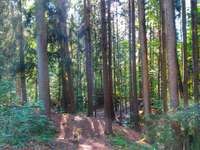 Hundeauslaufgebiet-Bitterbachschlucht-Bild