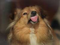 Dogorama Photo Challenge - Hündische Haushaltshilfe-Beitrag-Bild