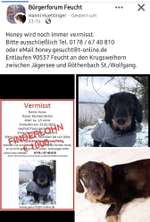 Suchmeldung-Honey-Bild