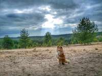 Hundeauslaufgebiet-Wolfgrube Leinburg-Bild