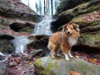 Dogorama Photo Challenge - Wasserfall-Beitrag-Bild